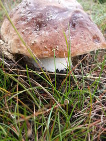 foto/fotoalba/10001/6245/x-chytej.cz-10001-56141.jpg