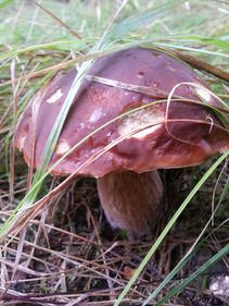 foto/fotoalba/10001/6245/x-chytej.cz-10001-56142.jpg