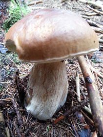 foto/fotoalba/10001/6245/x-chytej.cz-10001-56144.jpg