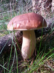 foto/fotoalba/10001/6245/x-chytej.cz-10001-56145.jpg