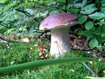 foto/fotoalba/10001/6245/x-chytej.cz-10001-57846.jpg