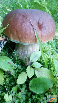 foto/fotoalba/10001/6245/x-chytej.cz-10001-67300.jpg