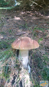 foto/fotoalba/10001/6245/x-chytej.cz-10001-67302.jpg