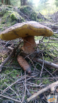 foto/fotoalba/10001/6245/x-chytej.cz-10001-67303.jpg