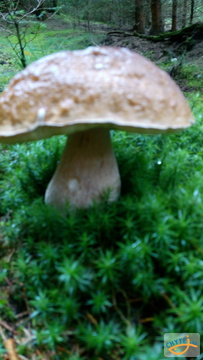 foto/fotoalba/10001/6245/x-chytej.cz-10001-67329.jpg