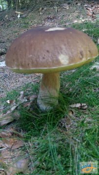 foto/fotoalba/10001/6245/x-chytej.cz-10001-67331.jpg