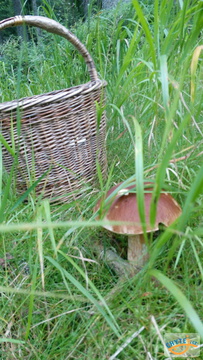 foto/fotoalba/10001/6245/x-chytej.cz-10001-67394.jpg