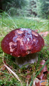 foto/fotoalba/10001/6245/x-chytej.cz-10001-67397.jpg
