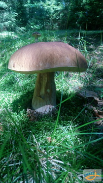 foto/fotoalba/10001/6245/x-chytej.cz-10001-67402.jpg
