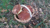 foto/fotoalba/10001/6245/x-chytej.cz-10001-69039.jpg
