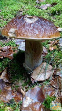 foto/fotoalba/10001/6245/x-chytej.cz-10001-69112.jpg
