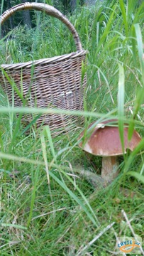 foto/fotoalba/10001/6245/x-chytej.cz-10001-69115.jpg