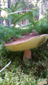 foto/fotoalba/10001/6245/x-chytej.cz-10001-70413.jpg