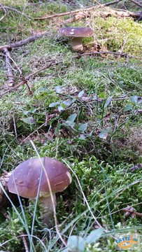 foto/fotoalba/10001/6245/x-chytej.cz-10001-70414.jpg