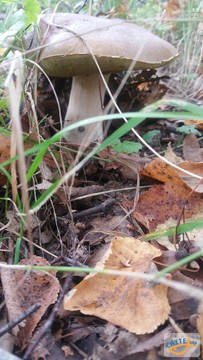 foto/fotoalba/10001/6245/x-chytej.cz-10001-70416.jpg