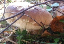 foto/fotoalba/10001/6245/x-chytej.cz-10001-70417.jpg