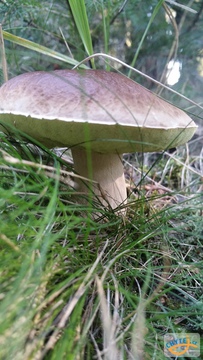 foto/fotoalba/10001/6245/x-chytej.cz-10001-70418.jpg