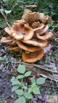 foto/fotoalba/10001/6245/x-chytej.cz-10001-70421.jpg