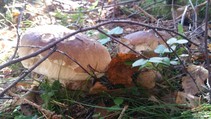 foto/fotoalba/10001/6245/x-chytej.cz-10001-70495.jpg