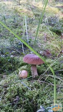 foto/fotoalba/10001/6245/x-chytej.cz-10001-70692.jpg