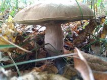 foto/fotoalba/10001/6245/x-chytej.cz-10001-70708.jpg