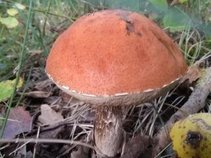 foto/fotoalba/10001/6245/x-chytej.cz-10001-70709.jpg