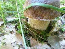 foto/fotoalba/10001/6245/x-chytej.cz-10001-70833.jpg