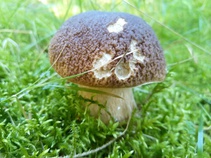 foto/fotoalba/10001/6245/x-chytej.cz-10001-70837.jpg