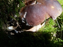 foto/fotoalba/10001/6245/x-chytej.cz-10001-70838.jpg