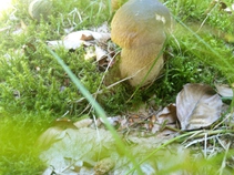 foto/fotoalba/10001/6245/x-chytej.cz-10001-70858.jpg