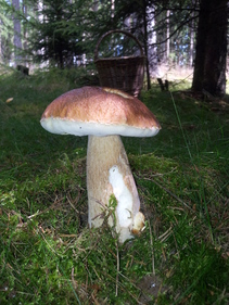 foto/fotoalba/10001/6245/x-chytej.cz-10001-70912.jpg