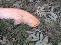 foto/fotoalba/10357/4008/x-chytej.cz-10357-00040916.jpg