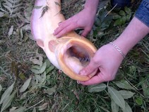 foto/fotoalba/10357/4008/x-chytej.cz-10357-00040917.jpg