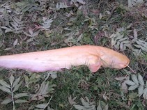 foto/fotoalba/10357/4008/x-chytej.cz-10357-00040918.jpg