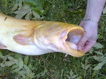 foto/fotoalba/10357/4008/x-chytej.cz-10357-00041109.jpg