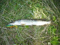 foto/fotoalba/10945/4373/x-chytej.cz-10945-00033565.jpg