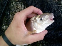 foto/fotoalba/11239/5200/x-chytej.cz-11239-00041659.jpg