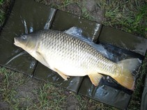 foto/fotoalba/11892/4692/x-chytej.cz-11892-00036026.jpg