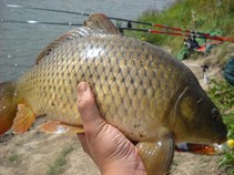 foto/fotoalba/11892/4692/x-chytej.cz-11892-00036408.jpg
