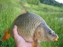 foto/fotoalba/11892/4692/x-chytej.cz-11892-00036754.jpg