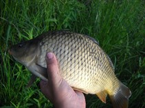 foto/fotoalba/11892/4692/x-chytej.cz-11892-00036756.jpg