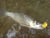foto/fotoalba/11892/4707/x-chytej.cz-11892-00036305.jpg
