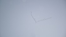 foto/fotoalba/11892/4709/x-chytej.cz-11892-00036573.jpg