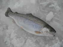 foto/fotoalba/11892/4711/x-chytej.cz-11892-00036443.jpg