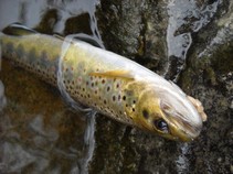 foto/fotoalba/11892/4711/x-chytej.cz-11892-00036453.jpg