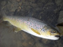 foto/fotoalba/11892/4711/x-chytej.cz-11892-00036455.jpg