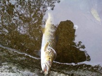 foto/fotoalba/11892/4711/x-chytej.cz-11892-00036457.jpg
