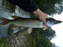 foto/fotoalba/12587/4982/x-chytej.cz-12587-00039582.jpg