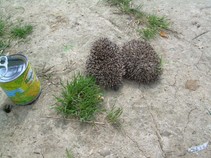 foto/fotoalba/13065/5332/x-chytej.cz-13065-00042639.jpg