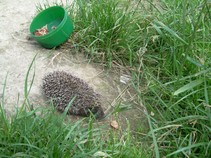 foto/fotoalba/13065/5332/x-chytej.cz-13065-00042641.jpg